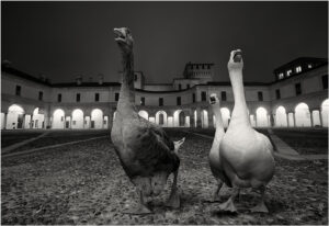 Animali